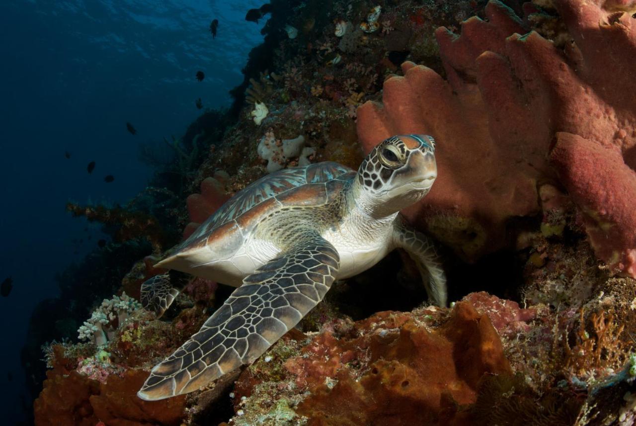 Murex Dive Resort Manado Exteriör bild