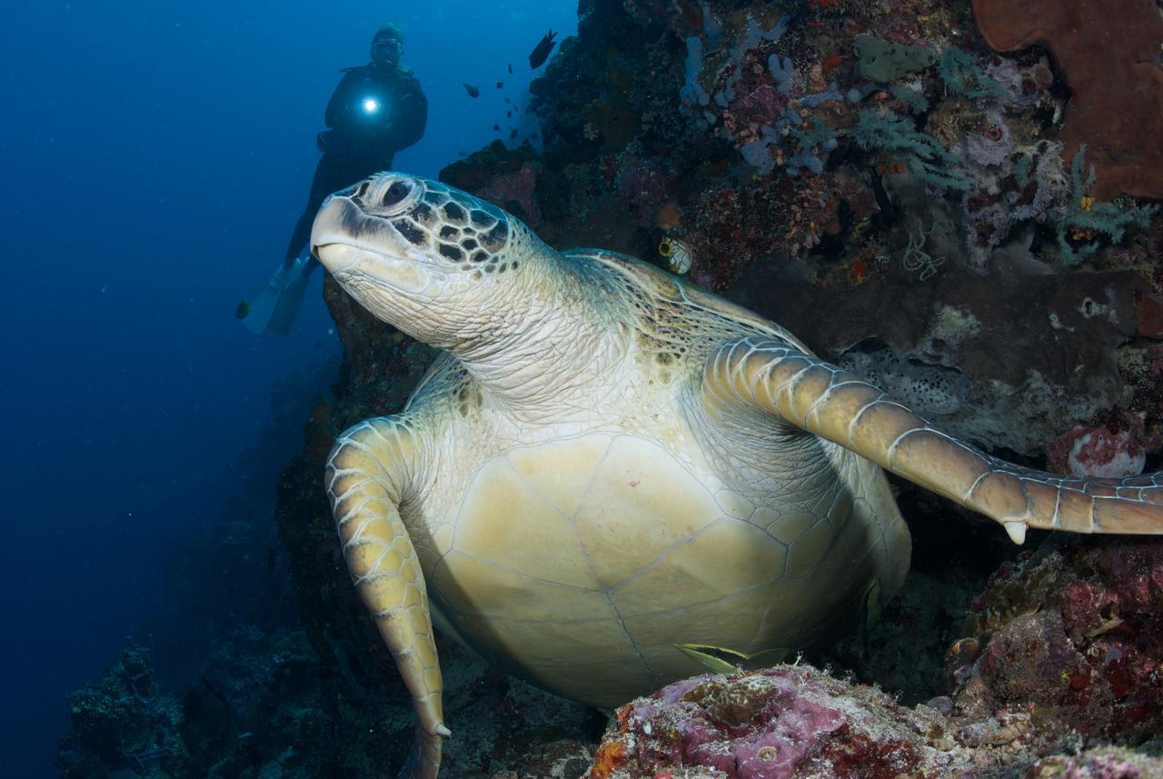 Murex Dive Resort Manado Exteriör bild